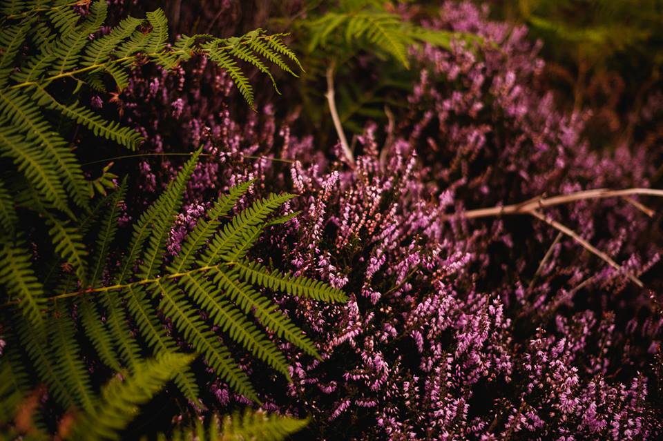 Photo of heather and bracken in bloom at Dalby Forrest North Yorkshire.